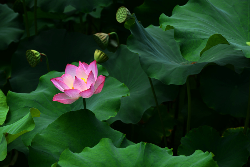 2013D600拍摄（6-7）月份 2944.JPG