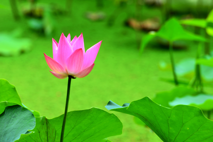 2013D600拍摄（6-7）月份 2957.JPG