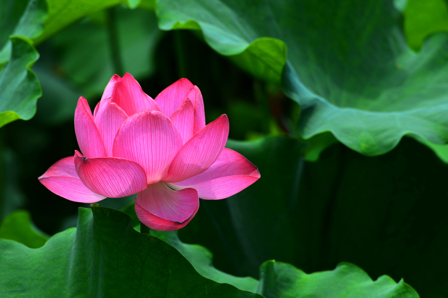 2013D600拍摄（6-7）月份 3007.JPG