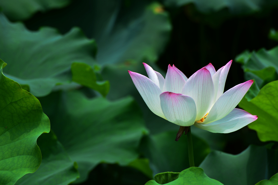 2013D600拍摄（6-7）月份 3008.JPG