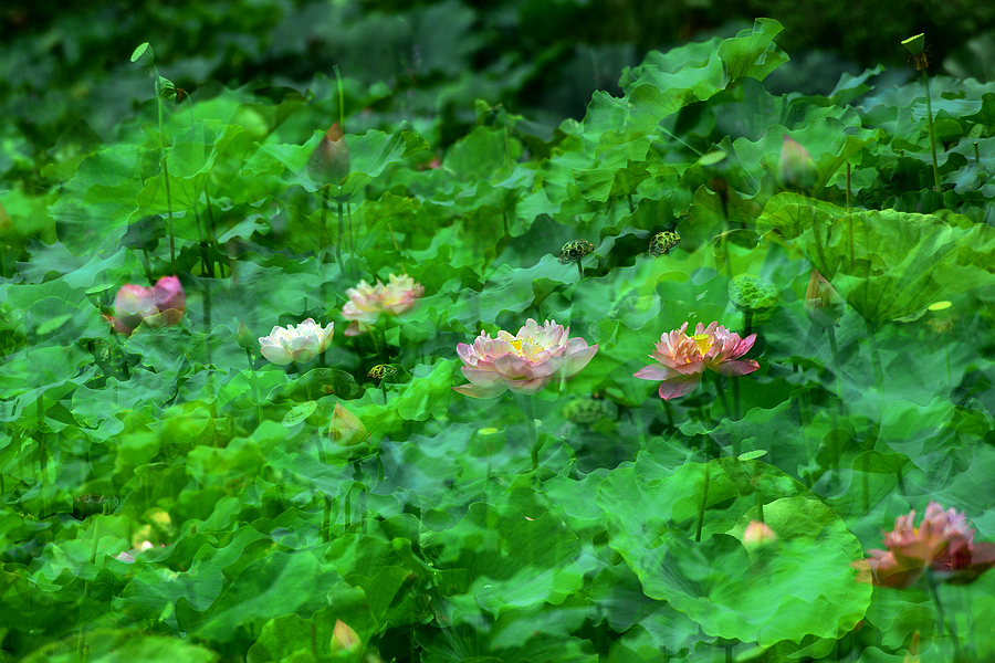 2013D600拍摄（6-7）月份 2975.JPG