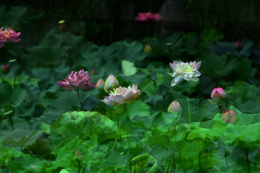 2013D600拍摄（6-7）月份 2976.JPG