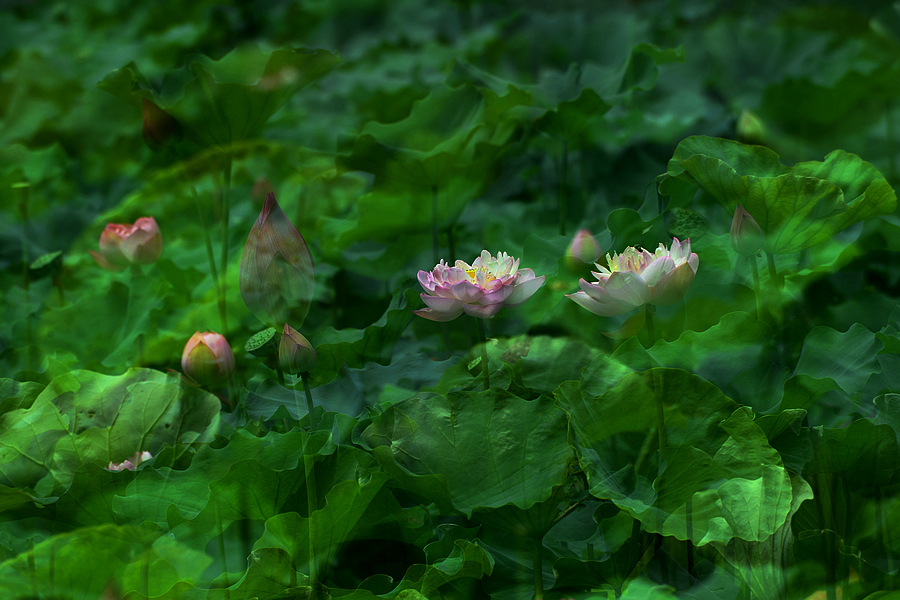 2013D600拍摄（6-7）月份 2977.JPG