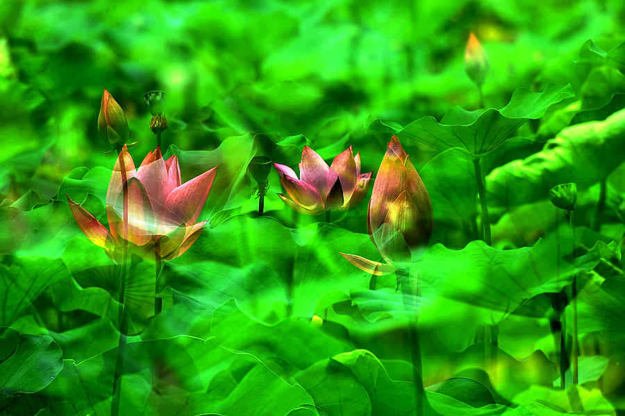 2013D600拍摄（6-7）月份 2987.JPG