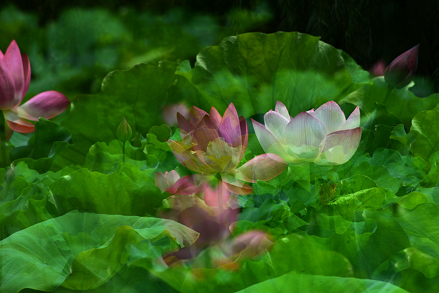 2013D600拍摄（6-7）月份 3006.JPG