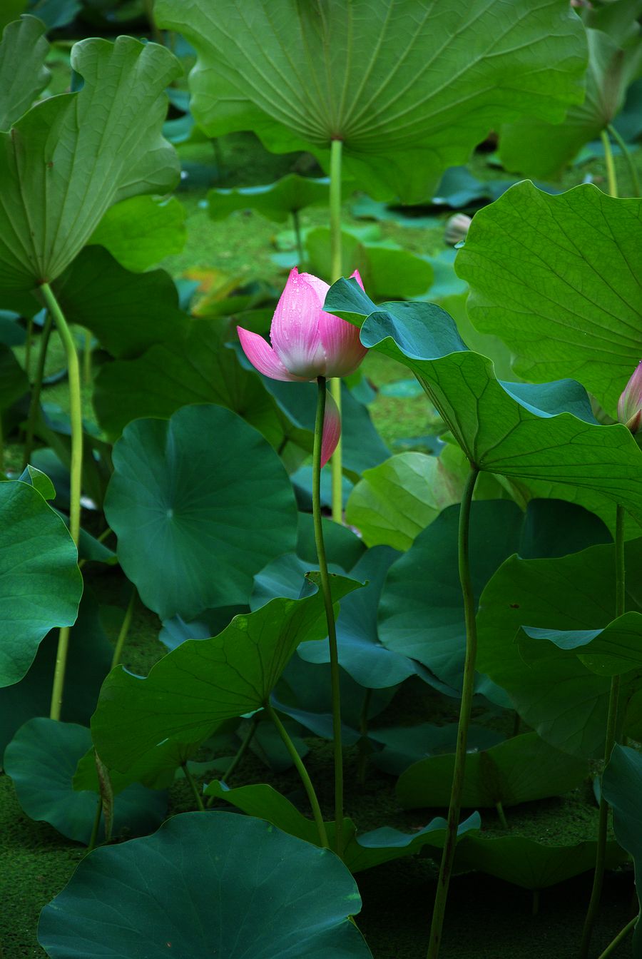 莲湖公园的荷花
