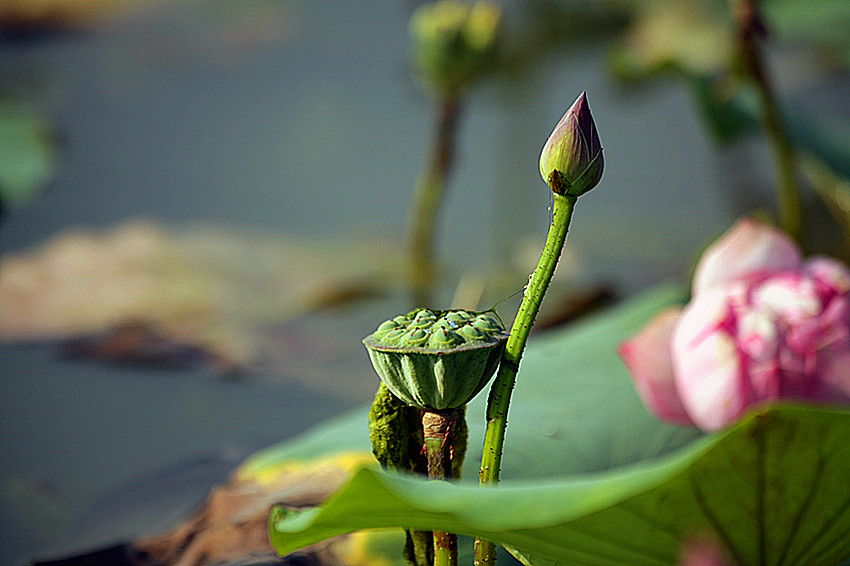 兴平荷花 007_副本.jpg