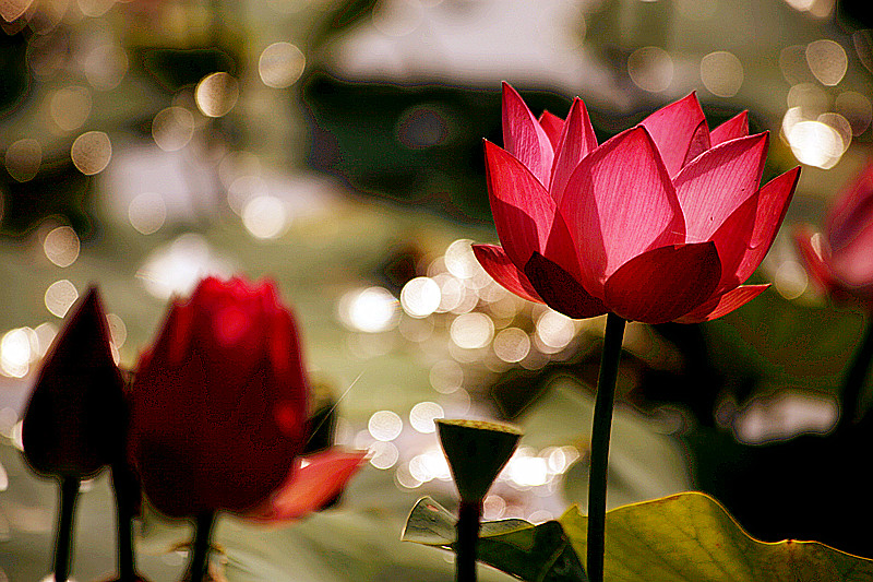 兴平荷花 017_副本.jpg