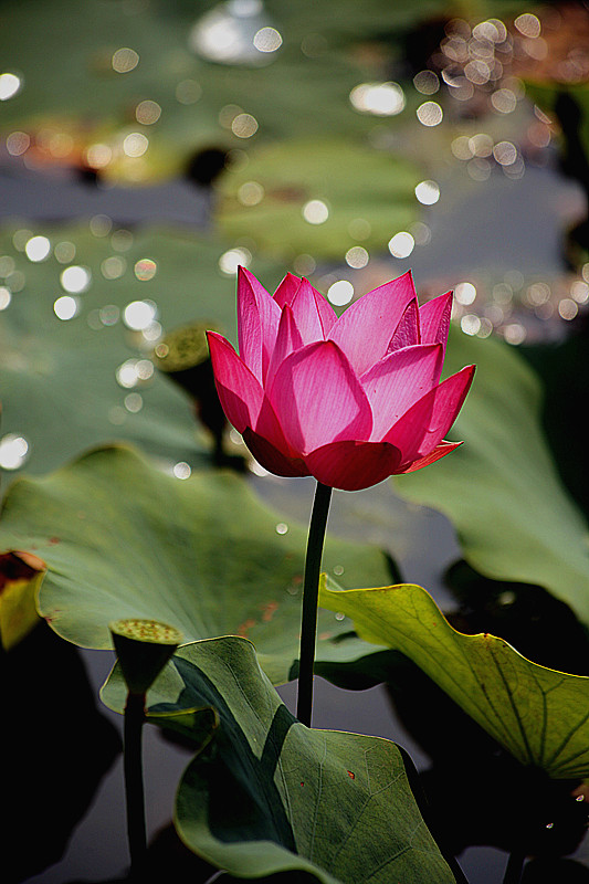 兴平荷花 018_副本.jpg