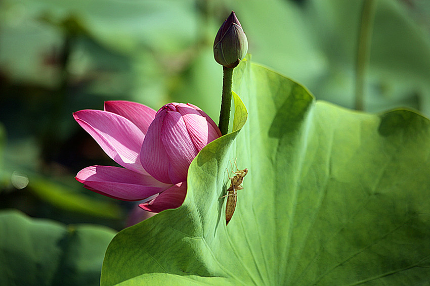 兴平荷花 019_副本.jpg