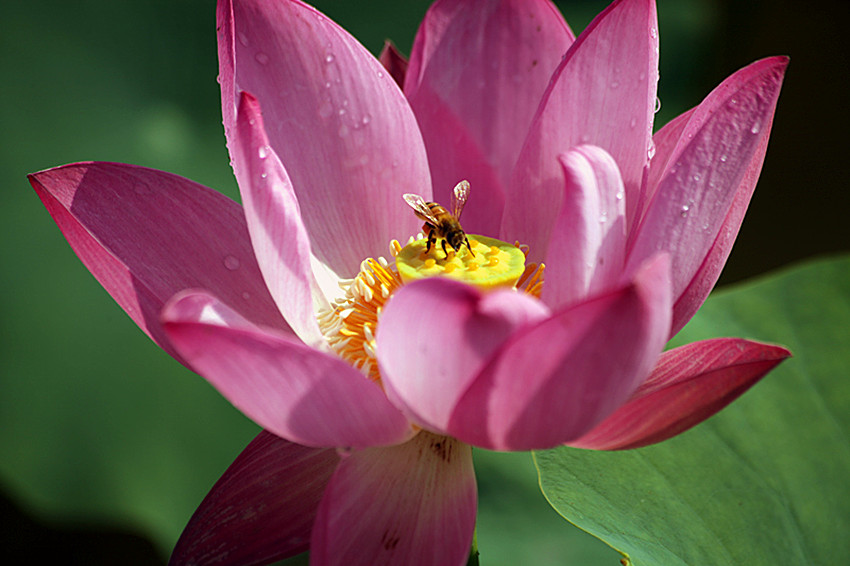 兴平荷花 044_副本.jpg