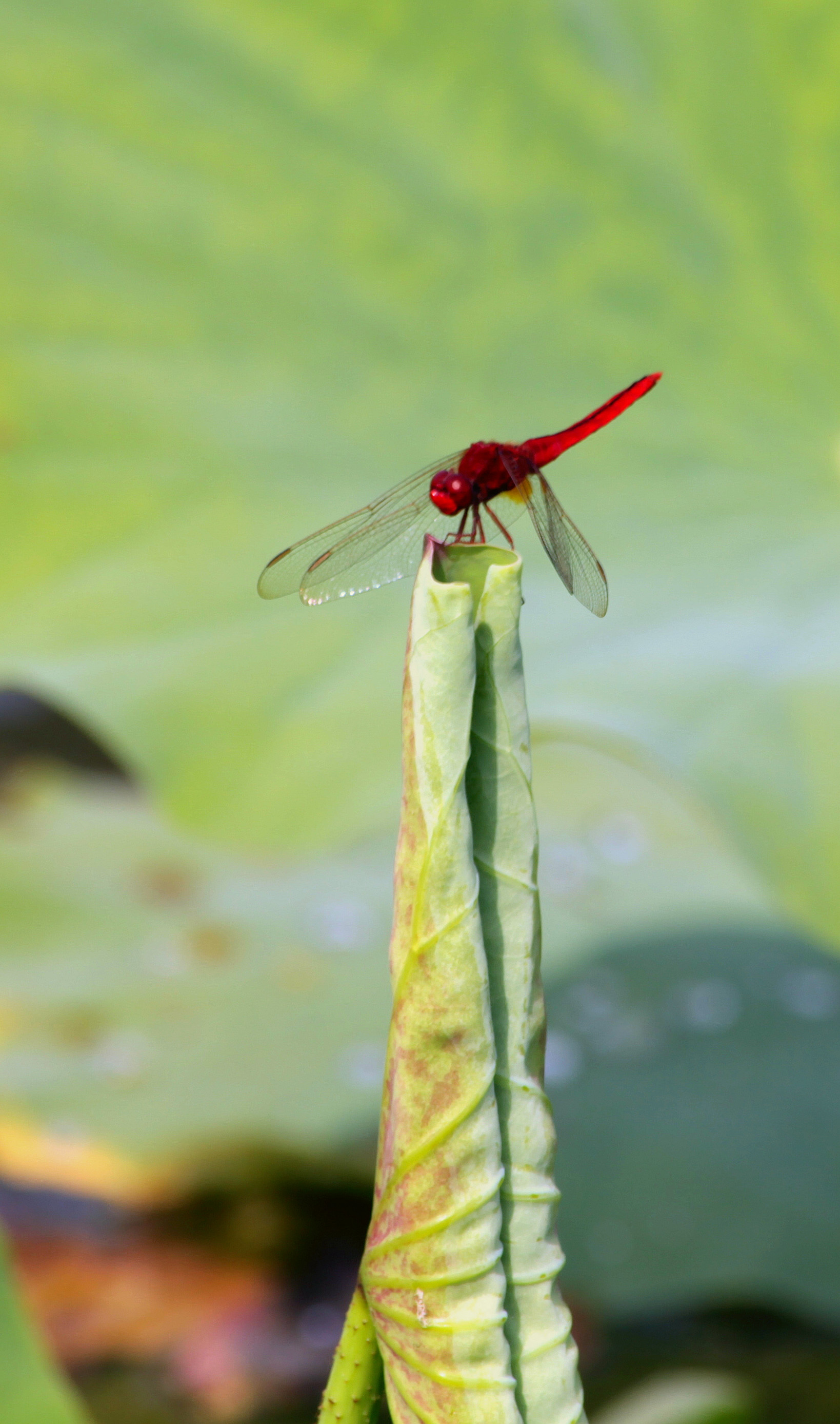兴平荷花 077_副本.jpg