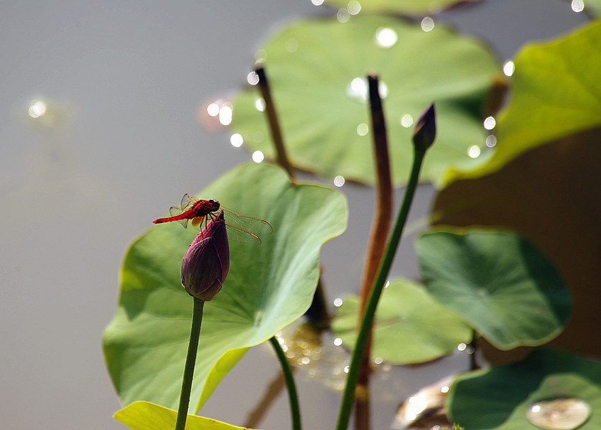 兴平荷花 032_副本.jpg