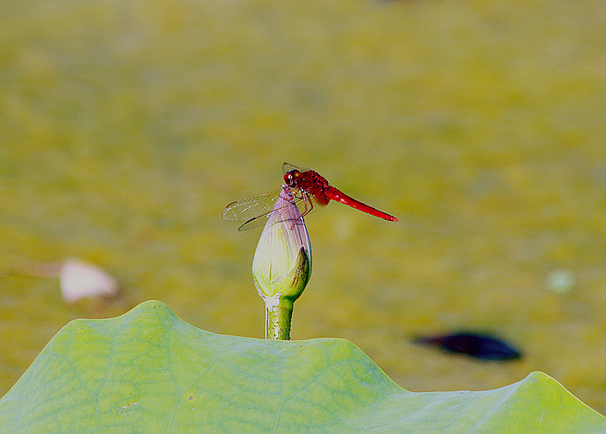 兴平荷花 054_副本.jpg