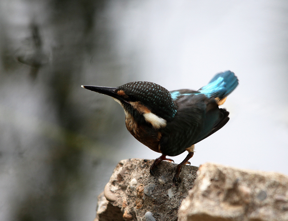 咸阳荷花 175BA.jpg