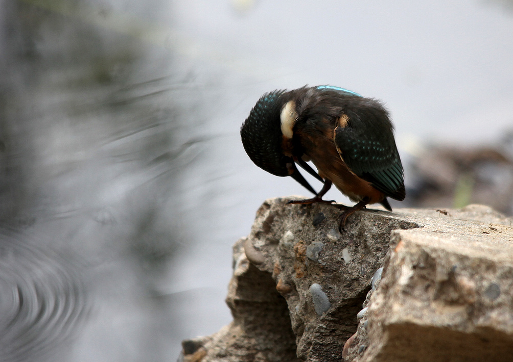 咸阳荷花 147BA.jpg