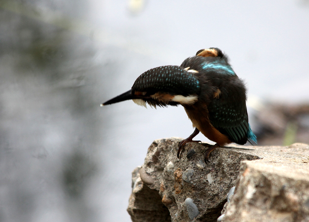 咸阳荷花 148BA.jpg