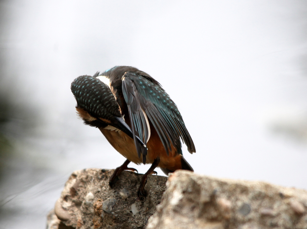 咸阳荷花 196BA.jpg