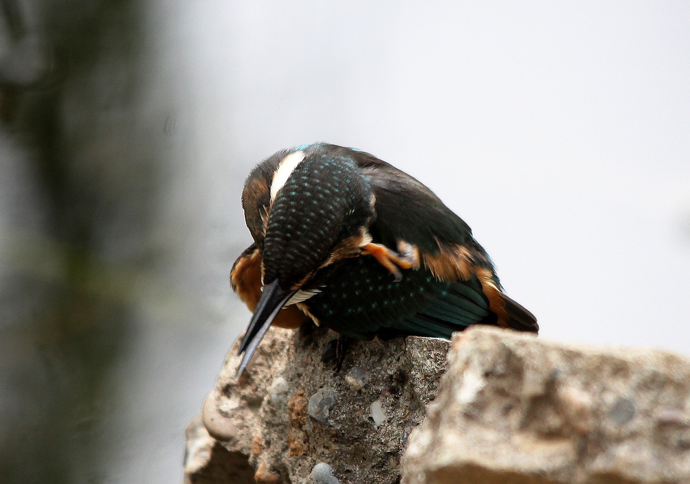 咸阳荷花 207BA.jpg