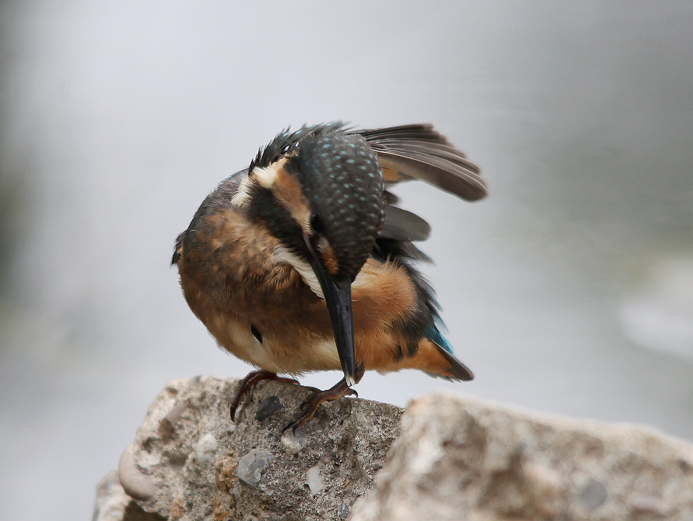 咸阳荷花 249BA.jpg