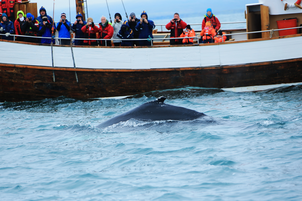 观鲸01.jpg