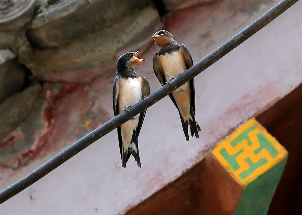 檐下燕语008_副本.jpg