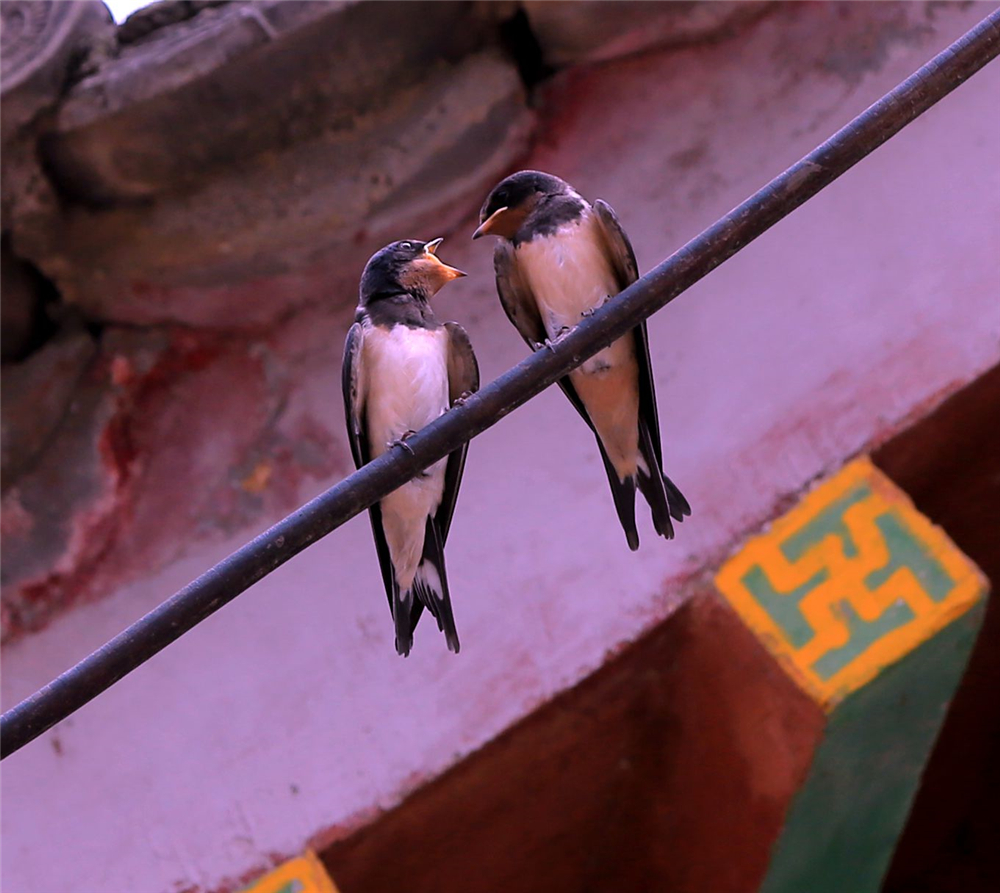 檐下燕语009_副本.jpg