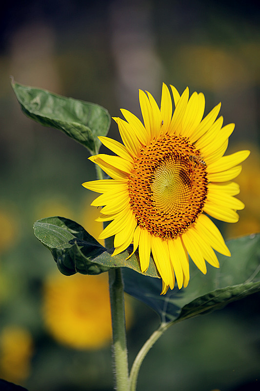 向日葵 059_副本.jpg