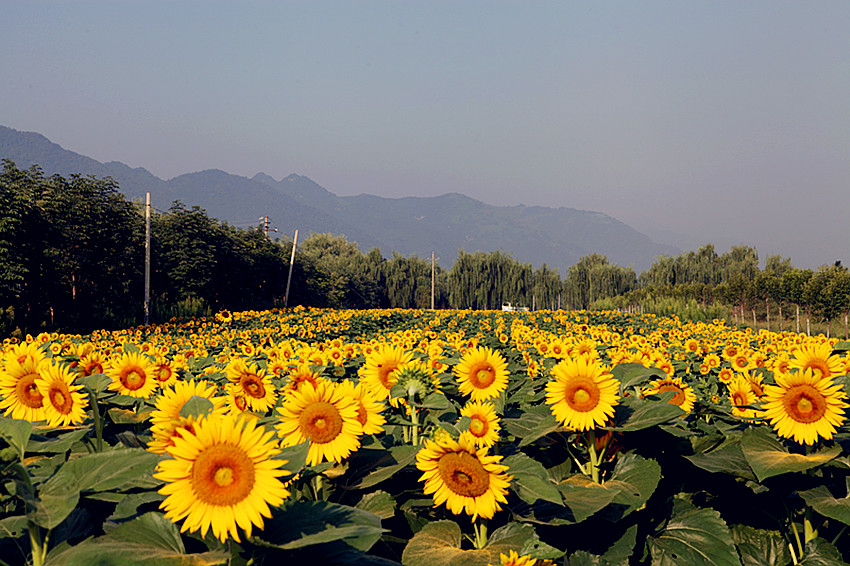 向日葵 006_副本.jpg