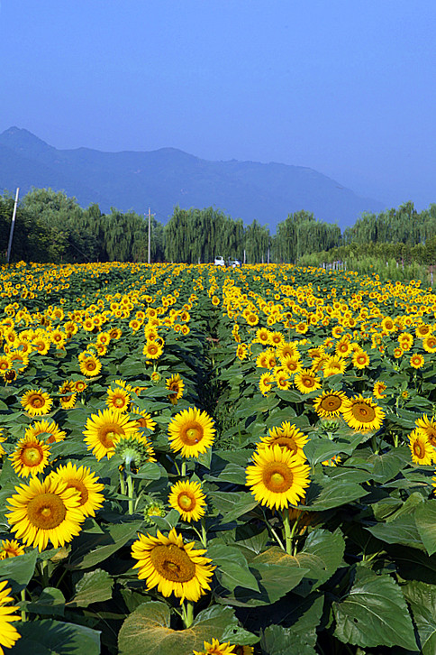 向日葵 007_副本.jpg