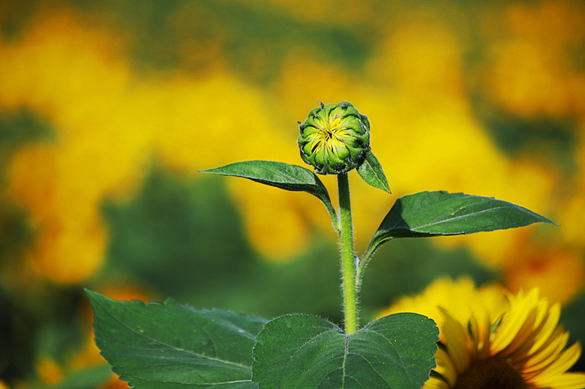 向日葵 036_副本.jpg