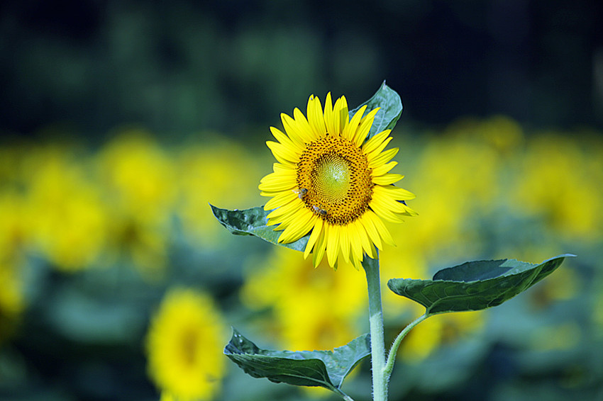 向日葵 047_副本.jpg