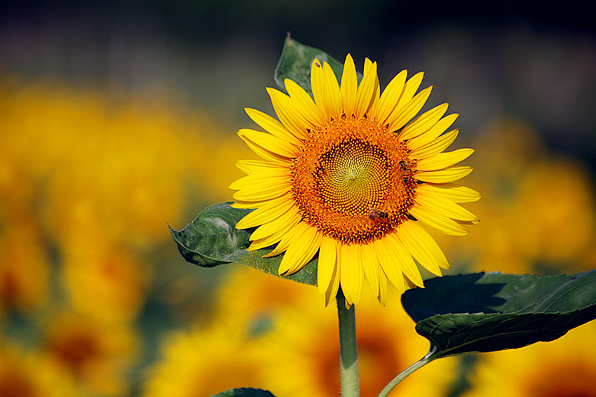 向日葵 048_副本.jpg