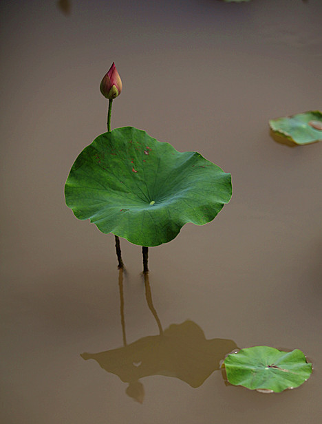 荷花 116_副本.jpg