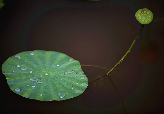 荷花 112_副本.jpg