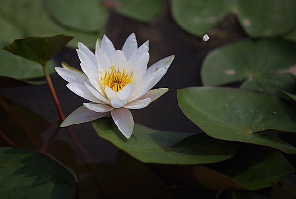 荷花 101_副本.jpg