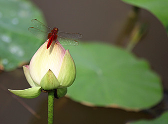 荷花 095_副本.jpg