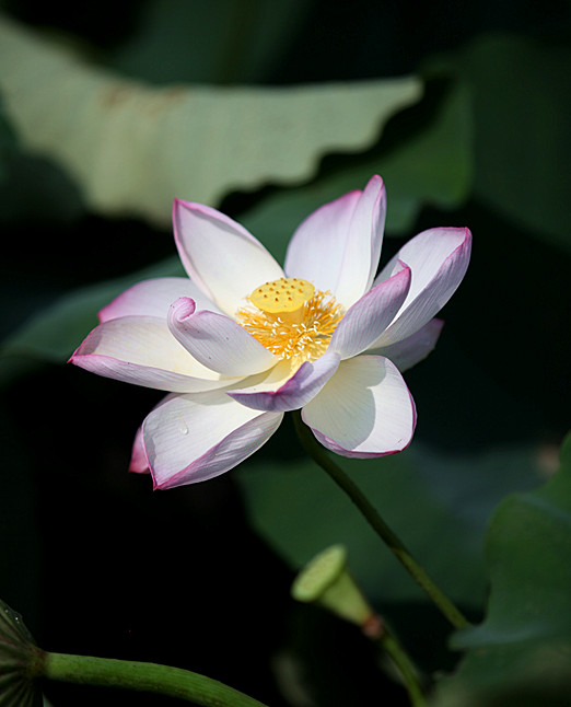 荷花 082_副本.jpg