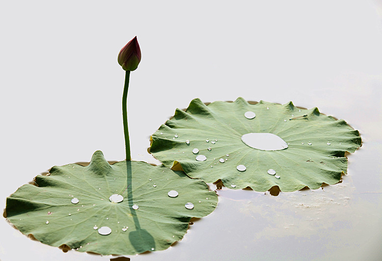 荷花 061_副本.jpg