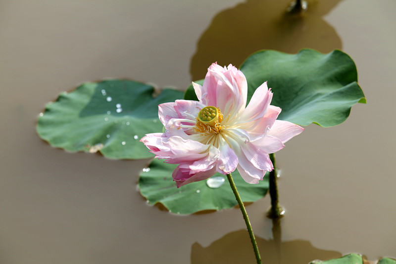 荷花 060_副本.jpg