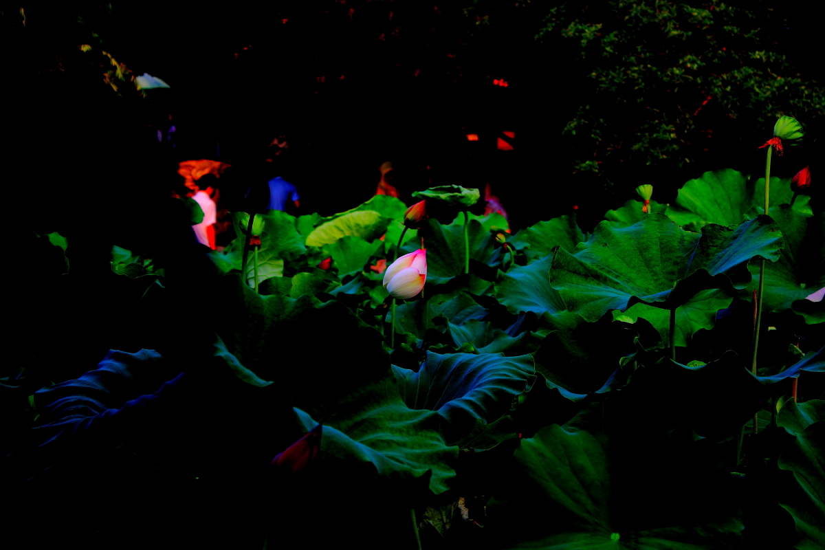 _MG_2944123.JPG