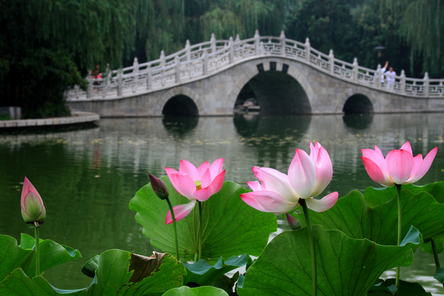 丰庆公园拍荷花 023_副本.jpg