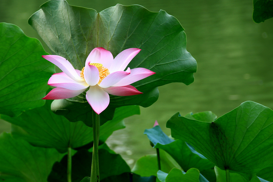 丰庆公园拍荷花 080_副本.jpg