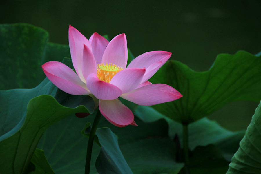 丰庆公园拍荷花 017_副本.jpg