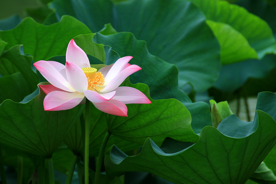 丰庆公园拍荷花 011_副本.jpg