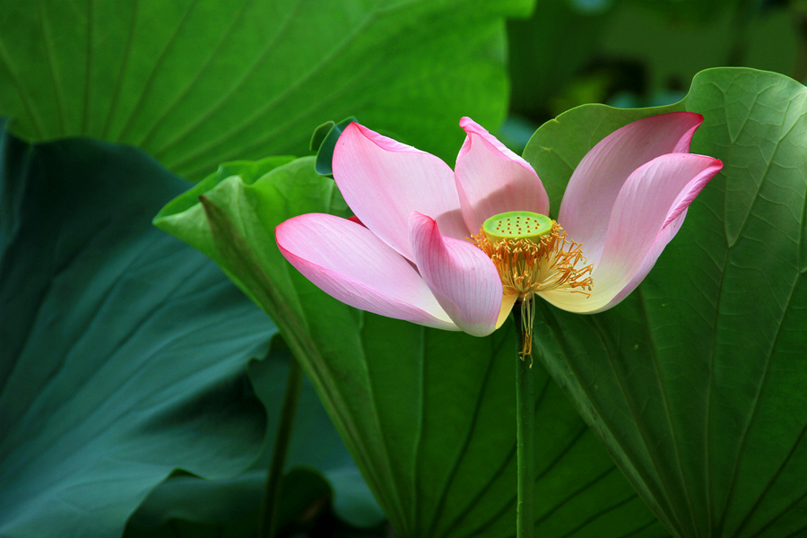 丰庆公园拍荷花 092_副本.jpg