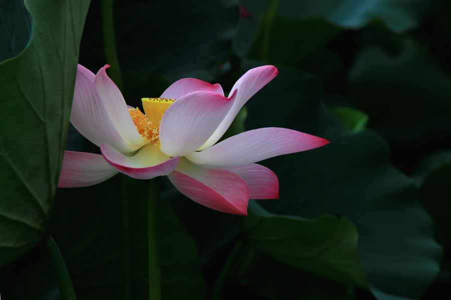 丰庆公园拍荷花 085_副本.jpg