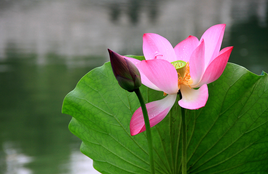 丰庆公园拍荷花 038_副本.jpg