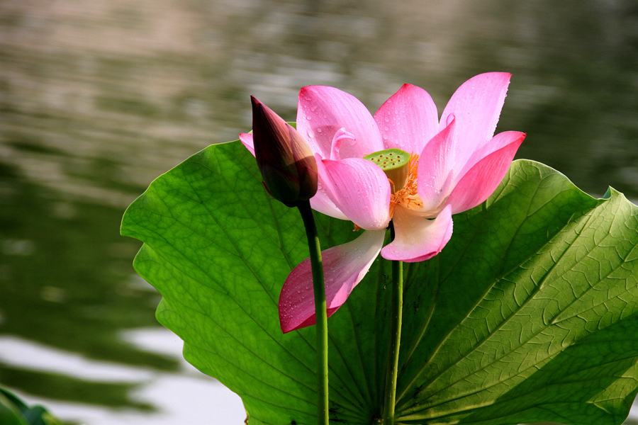 丰庆公园拍荷花 068_副本.jpg