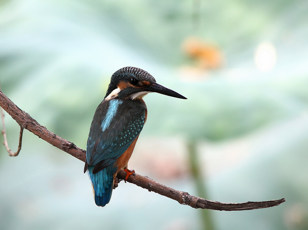 咸阳荷花 303BA1.jpg